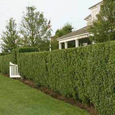 liveprivets|Privet Hedge: A Quick Guide to Planting and Pruning.